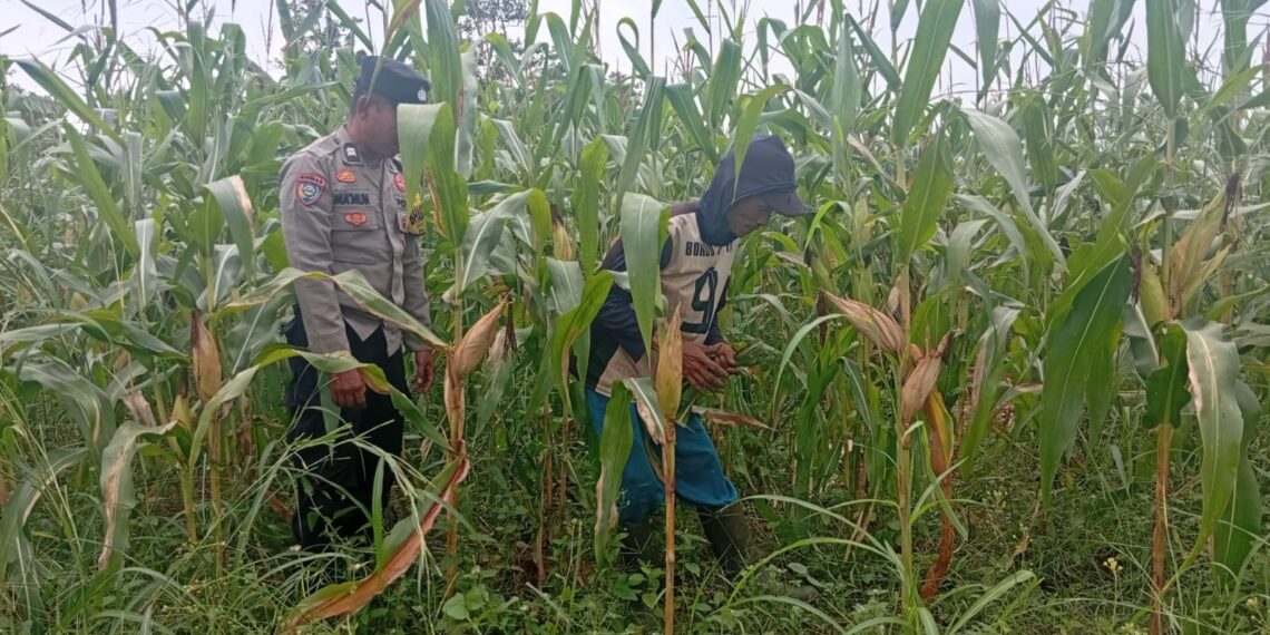 Temani Petani Rawat Jagung Hibrida, Bhabinkamtibmas Polsek Bungursari Perkuat Ketahanan Pangan Menuju Swasembada Nasional
