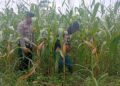 Temani Petani Rawat Jagung Hibrida, Bhabinkamtibmas Polsek Bungursari Perkuat Ketahanan Pangan Menuju Swasembada Nasional