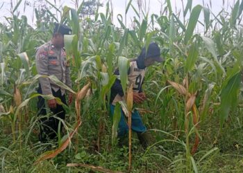 Temani Petani Rawat Jagung Hibrida, Bhabinkamtibmas Polsek Bungursari Perkuat Ketahanan Pangan Menuju Swasembada Nasional