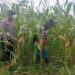 Temani Petani Rawat Jagung Hibrida, Bhabinkamtibmas Polsek Bungursari Perkuat Ketahanan Pangan Menuju Swasembada Nasional